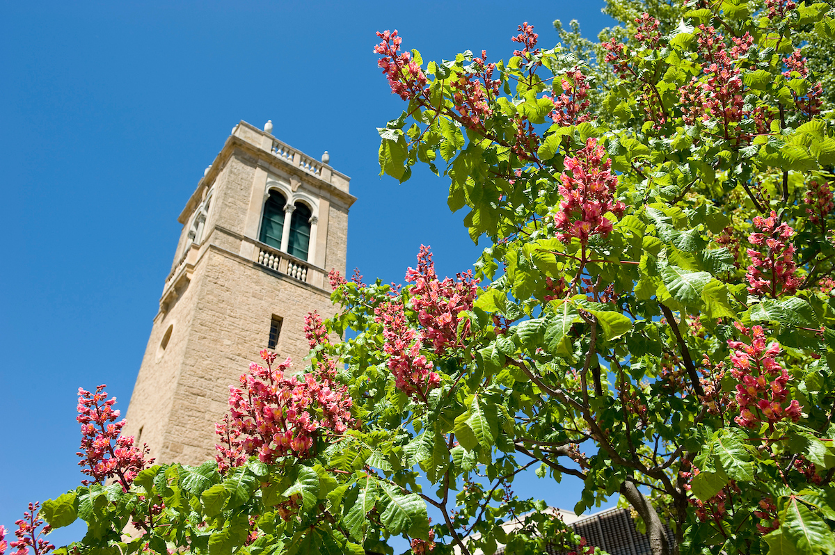 A picture of flowering Briotii Red Horsechestnut tree framing a view of the Carillon Tower.